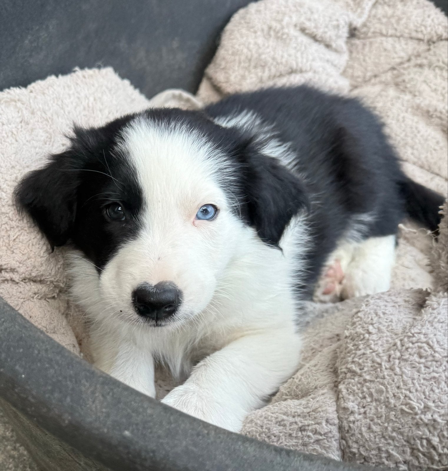 Bordercollie twee pups reu beschikbaar, Reu, 8 tot 15 weken, Collie, Meerdere