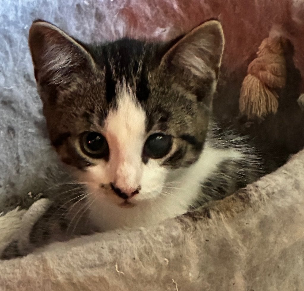 Lief, aanhankelijk, speels en sociale kitten te koop, Dieren en Toebehoren, Katten en Kittens | Overige Katten, Meerdere dieren