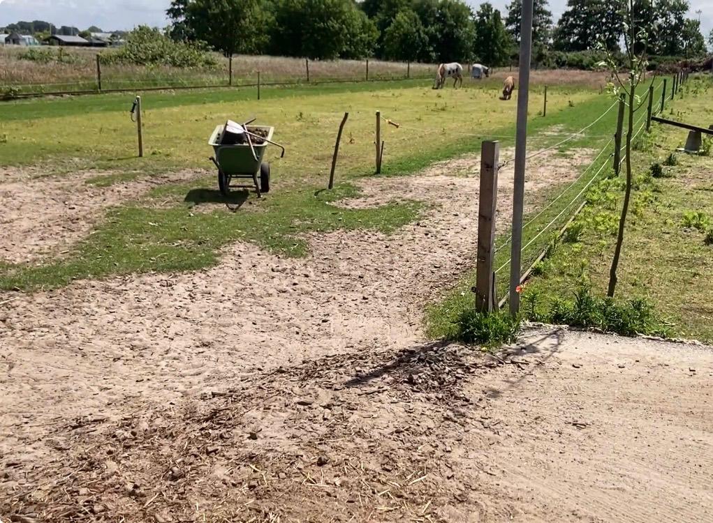 24/7 plek in Katwijk (ZH) met beschutting in klein koppel, Dieren en Toebehoren, Stalling en Weidegang, Weidegang, 1 paard of pony