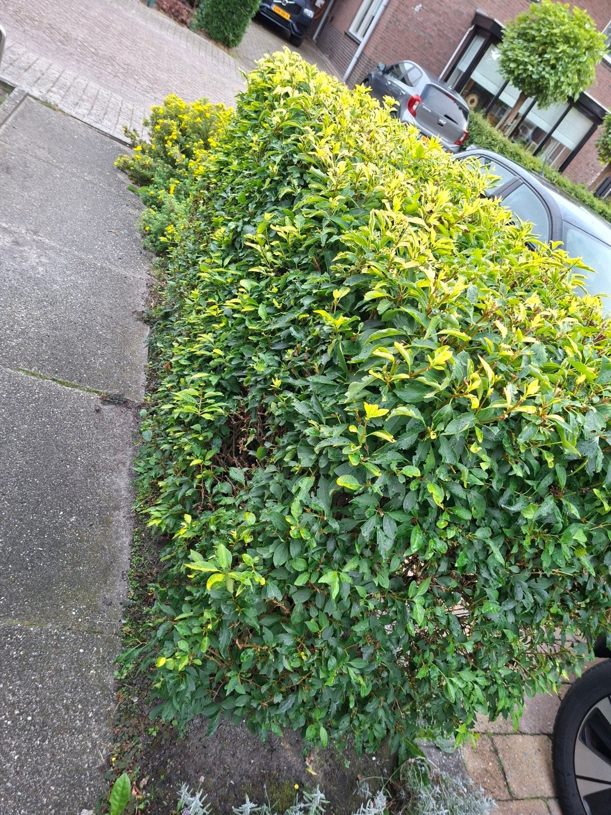 bonte glansmispel, Tuin en Terras, Planten | Struiken en Hagen, Ophalen, Overige soorten