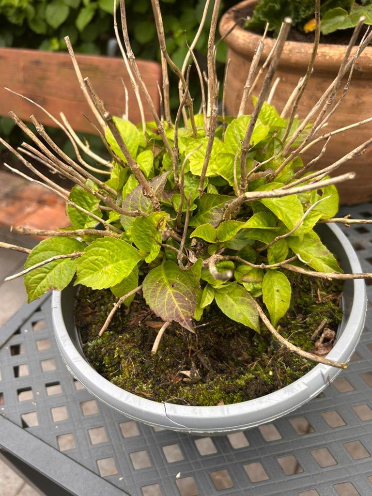 Hortensia, Tuin en Terras, Planten | Tuinplanten, Ophalen, Vaste plant, Overige soorten, Halfschaduw