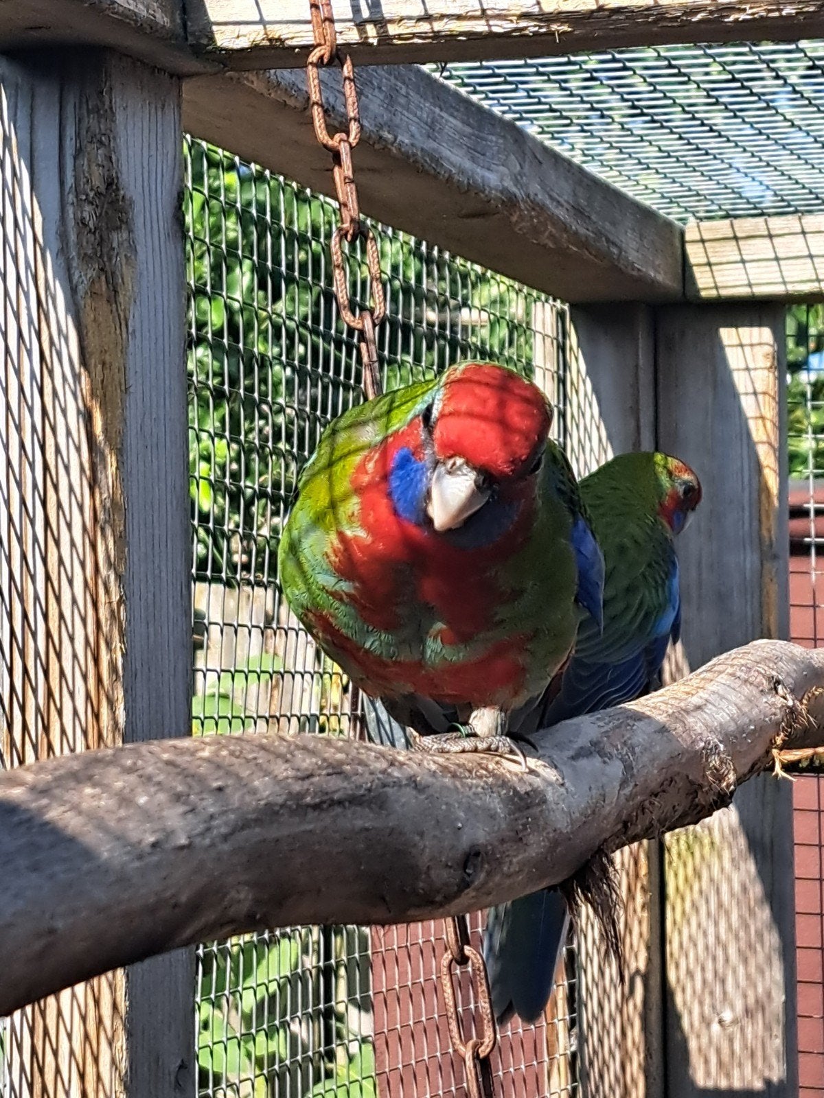 Pennant rosella's 2026 wildkleur, Meerdere dieren, Parkiet