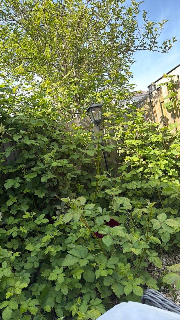 Lantaarn, Tuin en Terras, Ophalen of Verzenden, Volle zon, Overige soorten