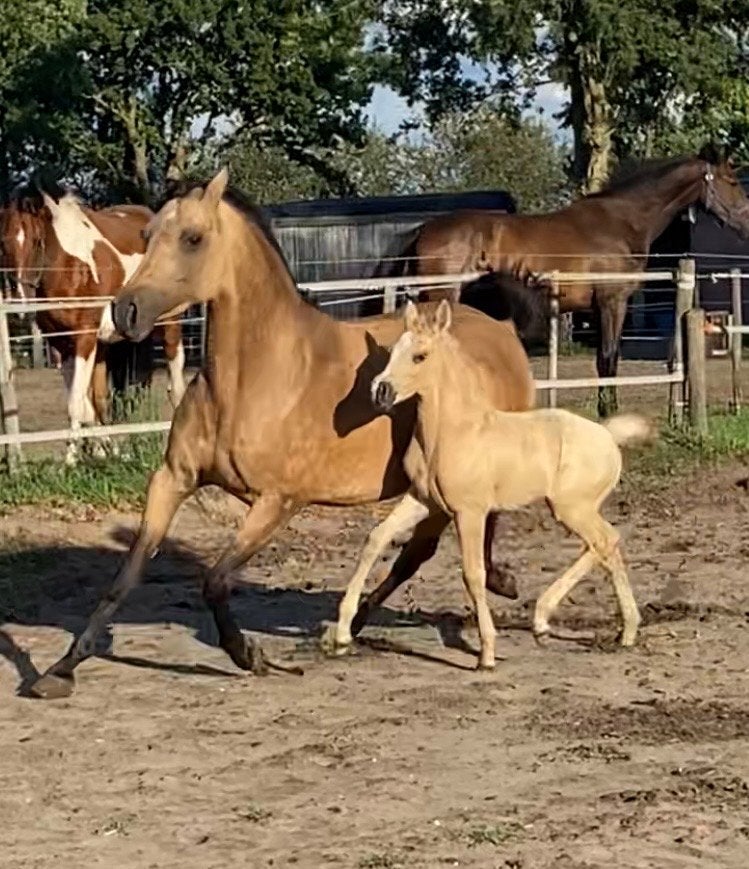 Te koop schitterende Welsh merrie met hengstveulen, Merrie, Met stamboom, Dressuurpony, 3 tot 6 jaar