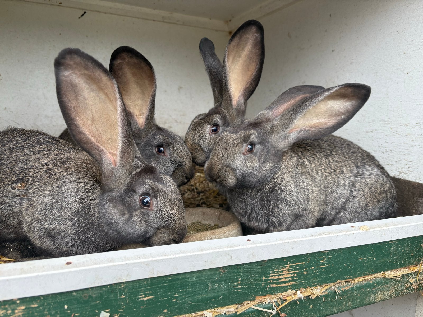 Vlaamse reuzen, Mei, Meerdere dieren, Overige typen, Tam