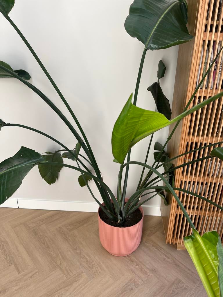 Grote Strelitzia plant (ca. 160cm) in Elho pot, Huis en Inrichting, Kamerplanten, Ophalen, Overige soorten, In pot, 150 tot 200 cm