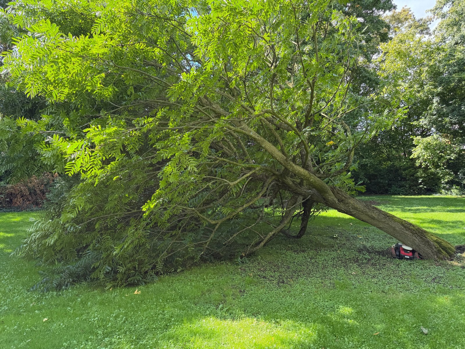 Gratis openhaardhout: Boom zelf kappen en meenemen, 6 m³ of meer, Ophalen of Verzenden, Overige houtsoorten, Stammen