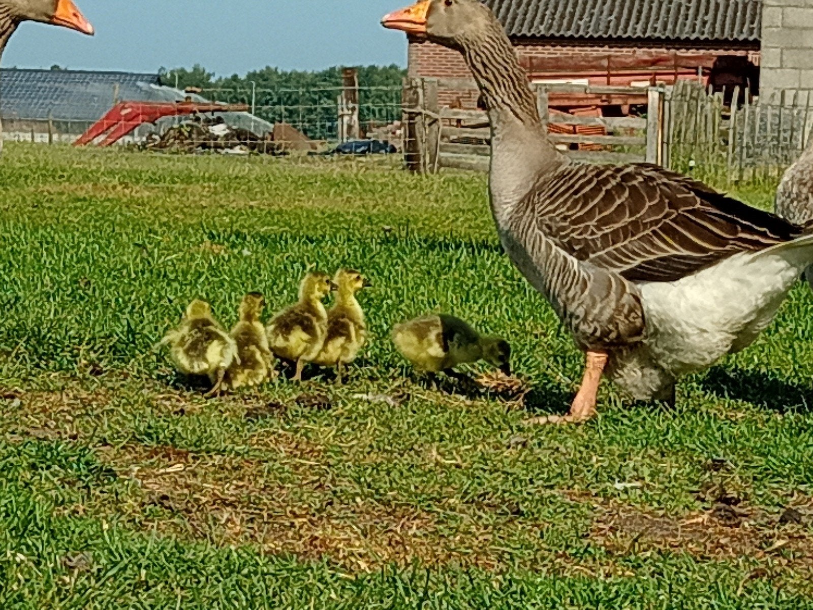 Toulouse gans, Dieren en Toebehoren, Pluimvee, Meerdere dieren, Gans of Zwaan
