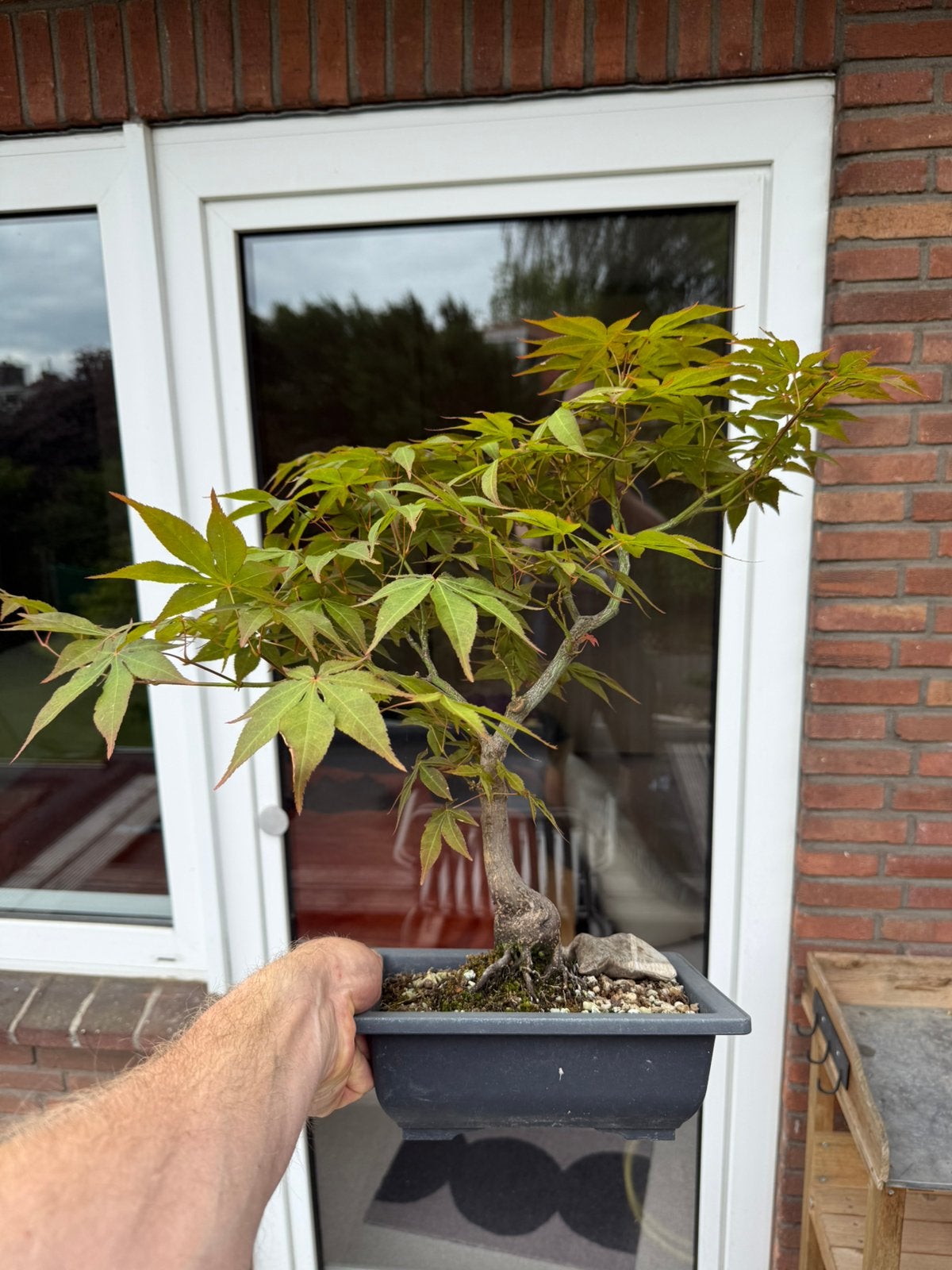 Japanse Esdoorn Bonsai 12 jaar oud #3, Bloeit niet, Halfschaduw, Minder dan 100 cm, Overige soorten
