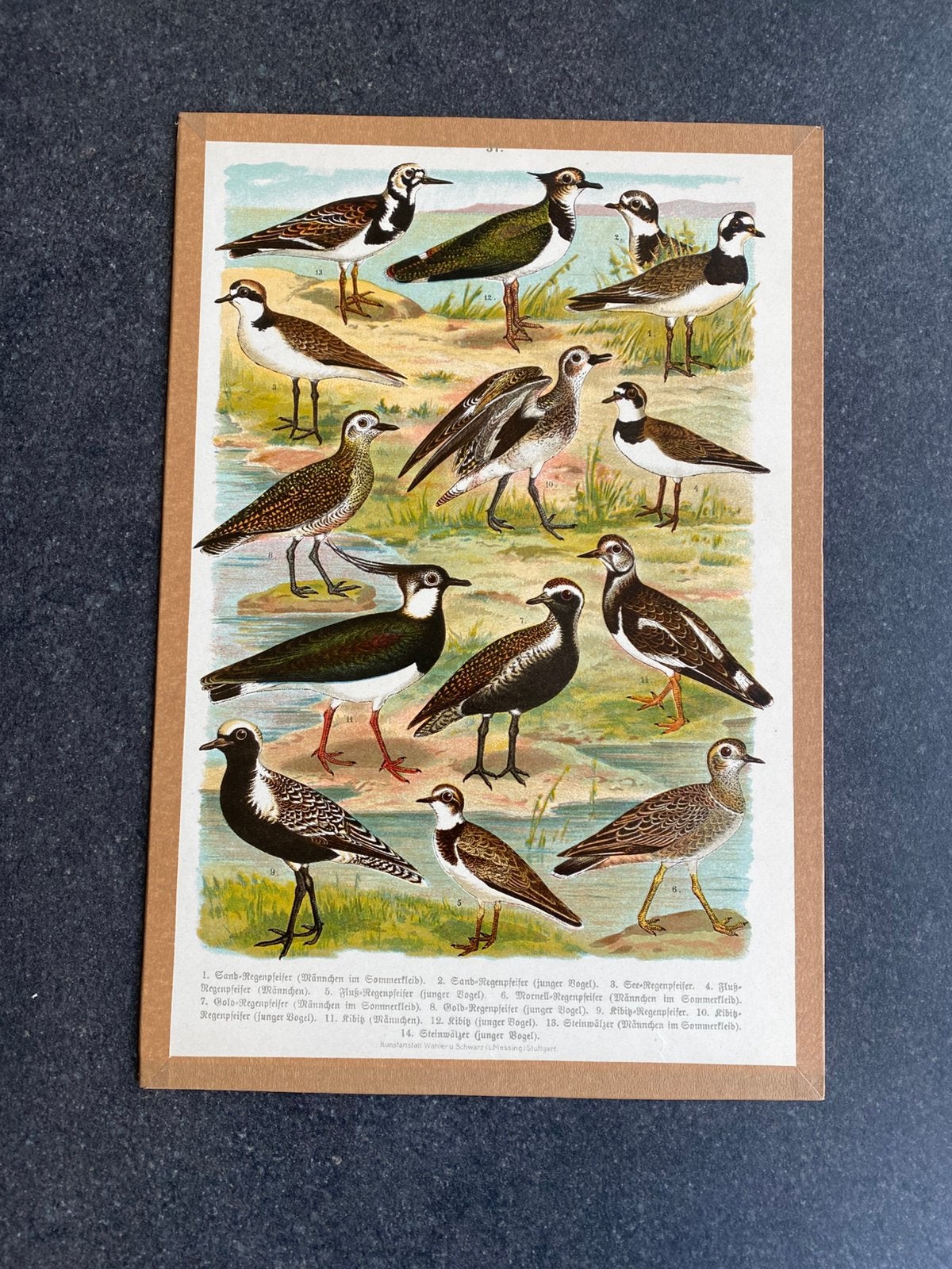Vele prenten vogels 19x28 pst 4,50 euro oa kievit, Ophalen of Verzenden, Natuur en Biologie