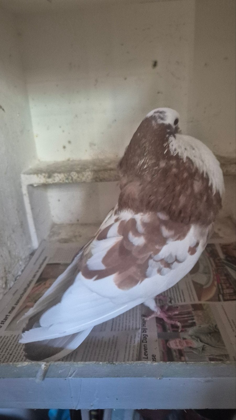 roodbonte duif