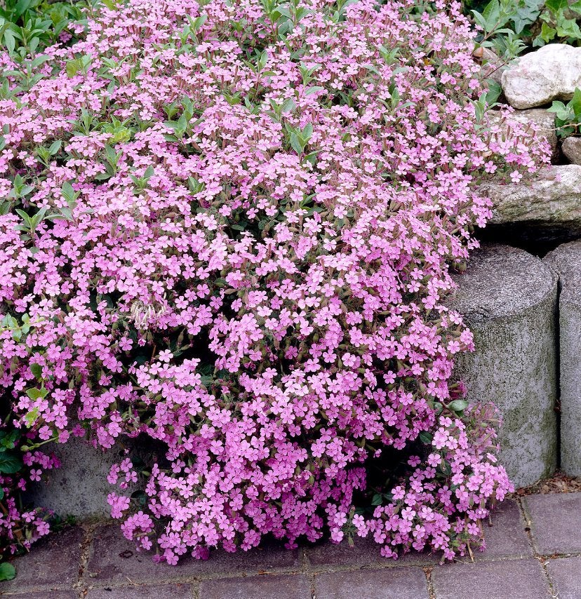 Tuinplanten - Saponaria Ocymoïdes - Bodem - Chemievrij, Tuin en Terras, Planten | Tuinplanten, Ophalen of Verzenden, Overige soorten