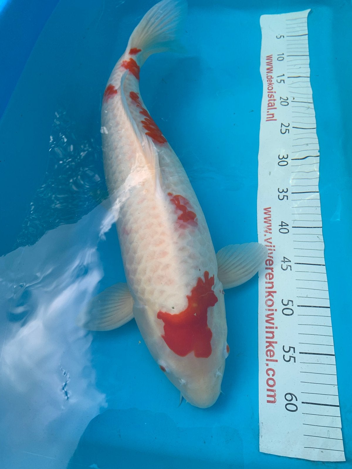 Koi van makoi