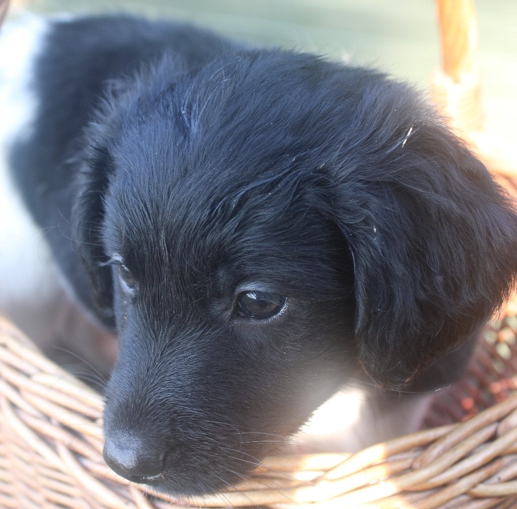 lieve friese stabij puppies 12 juni 2026 pups  5x, Parvo, 8 tot 15 weken, Meerdere, Meerdere dieren