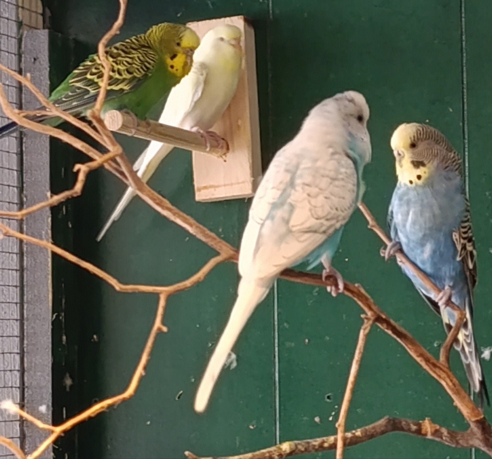6 parkieten en 3 japanse kwartels, Dieren en Toebehoren, Vogels | Parkieten en Papegaaien, Meerdere dieren, Parkiet