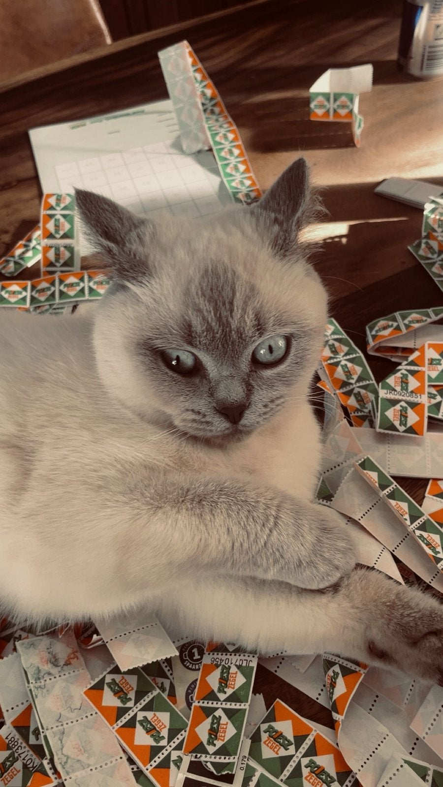 Bleupoint - Britse korthaar, Dieren en Toebehoren, Poes, Ontwormd