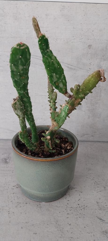 Kleine Cactus Opuntia Monacantha - Schijfcactus 25 cm, Ophalen, Cactus, Minder dan 100 cm, Bloeiende kamerplant