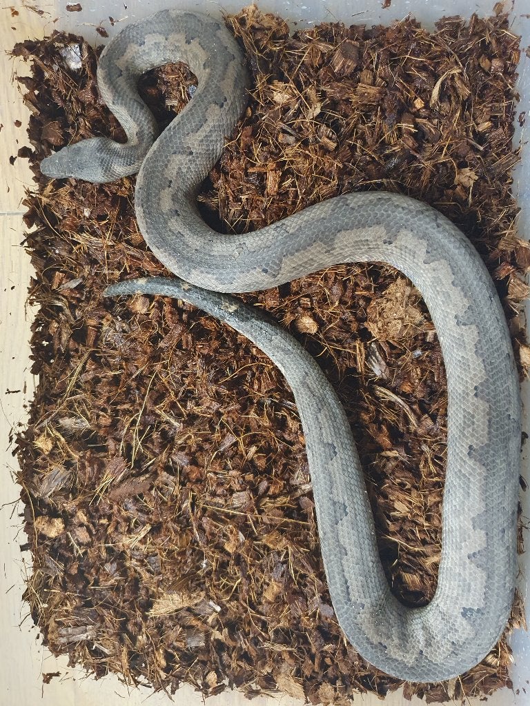 Candoia Paulsoni Grond boa van Solomon eiland, Dieren en Toebehoren, Reptielen en Amfibieën, Slang, 11 jaar of ouder