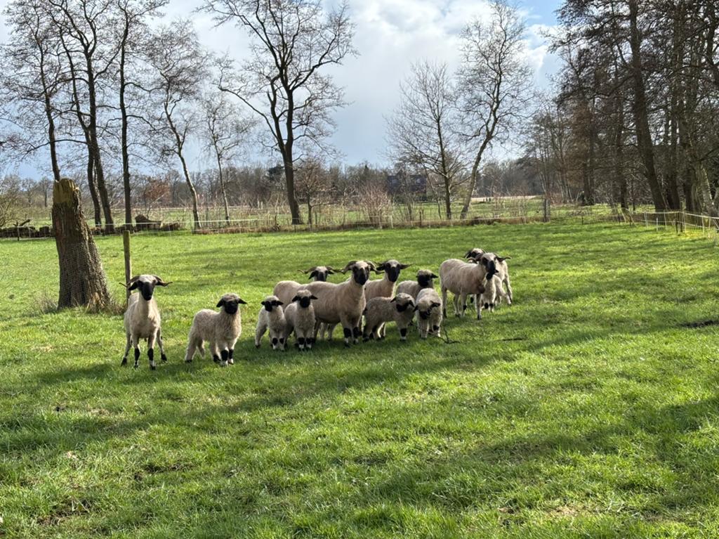 Walliser Schwarznases, Dieren en Toebehoren, Schapen, Geiten en Varkens, Meerdere dieren, Schaap