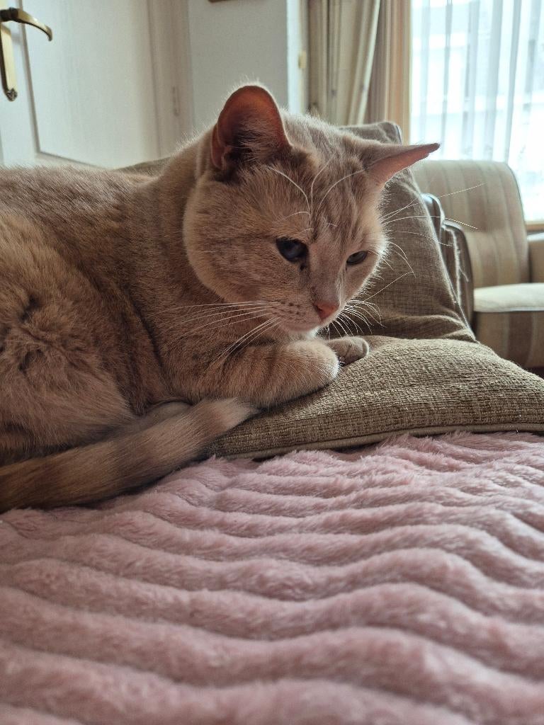 Vermist in Tilburg, Kat