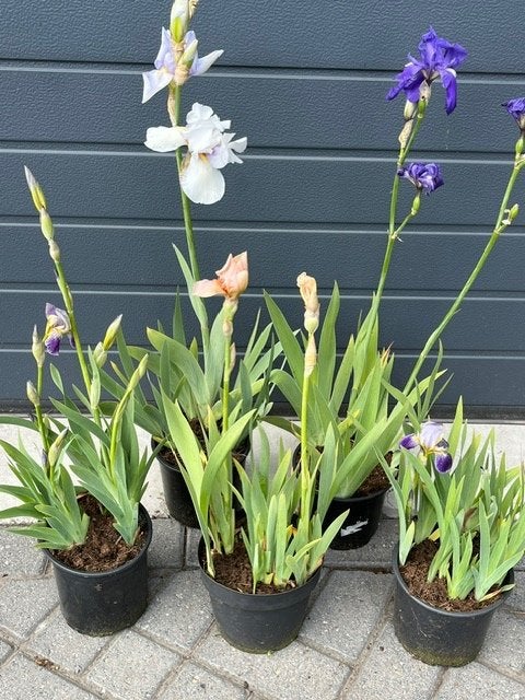 Siberische lis (Iris sibirica 'Flight of Butterflies'), Vaste plant, Halfschaduw, Lente, Ophalen