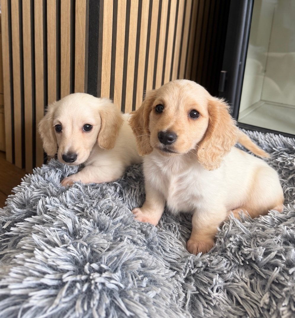 Dwerg cream piebald langhaar teckels dwerg teckels, Dieren en Toebehoren, Reu, 8 tot 15 weken, Dwerg, Langhaar
