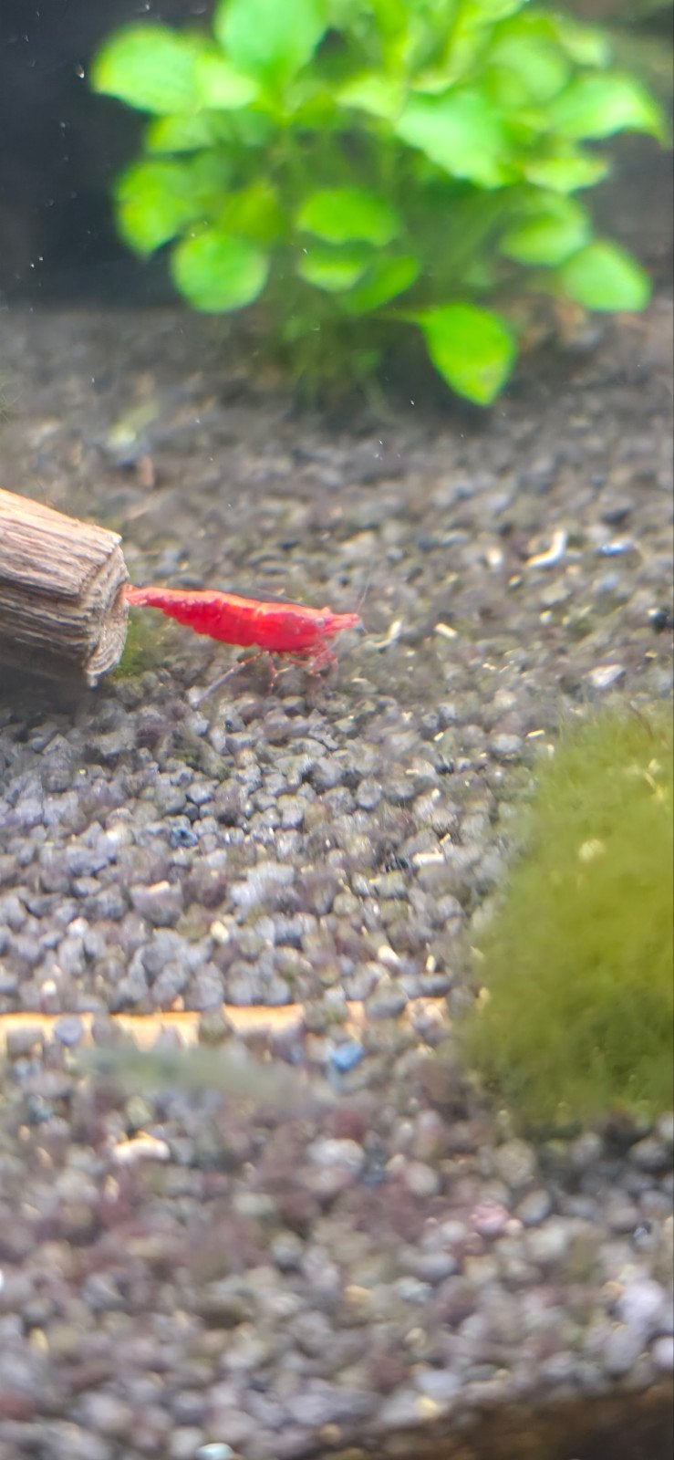 Neocaradina garnalen - Fire red, Dieren en Toebehoren, Kreeft, Krab of Garnaal, Zoetwatervis, Schoolvis