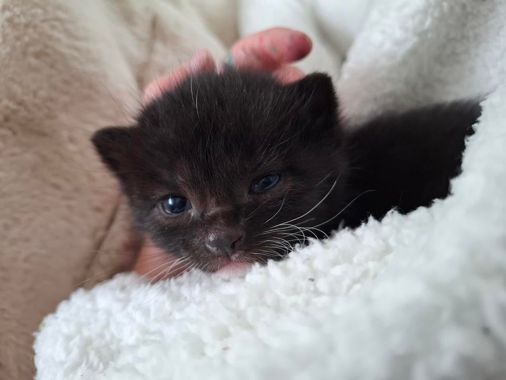 Super mooie kittens, Dieren en Toebehoren, Katten en Kittens | Overige Katten