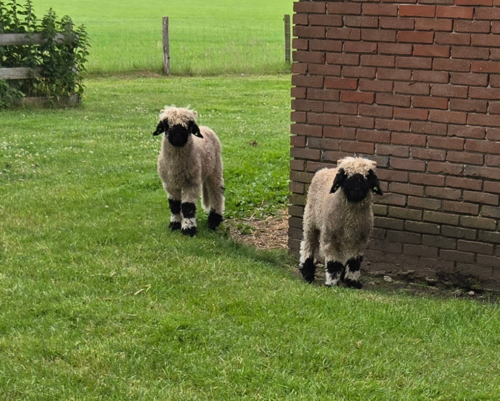 Walliser Schwarznase ramlammeren, Mannelijk, Geit