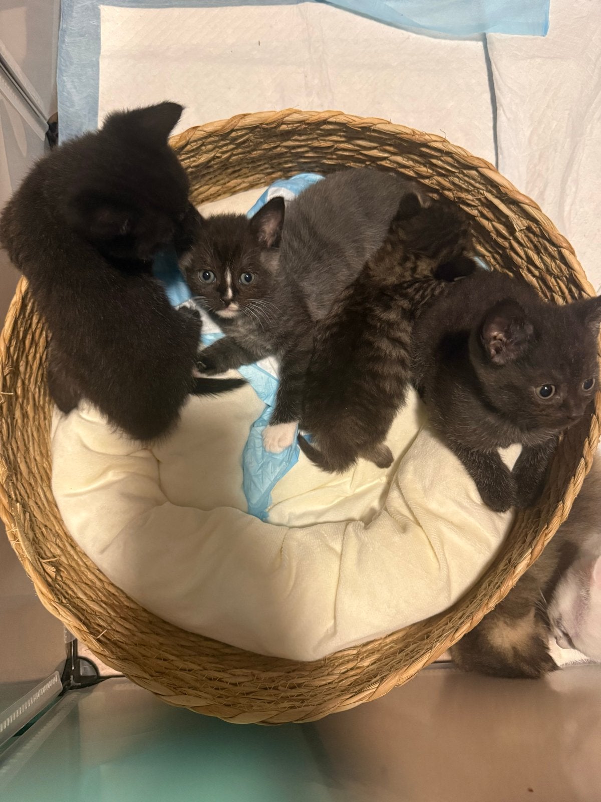 Kruising britse korthaar & europese korthaar kittens, Dieren en Toebehoren, Kater