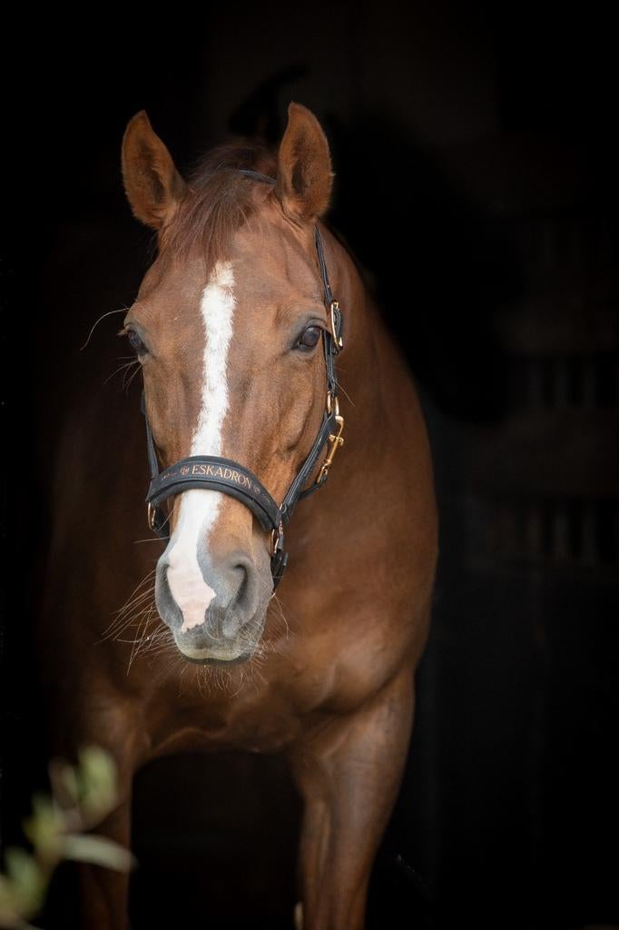 14 jarige Elite dressuur fokmerrie