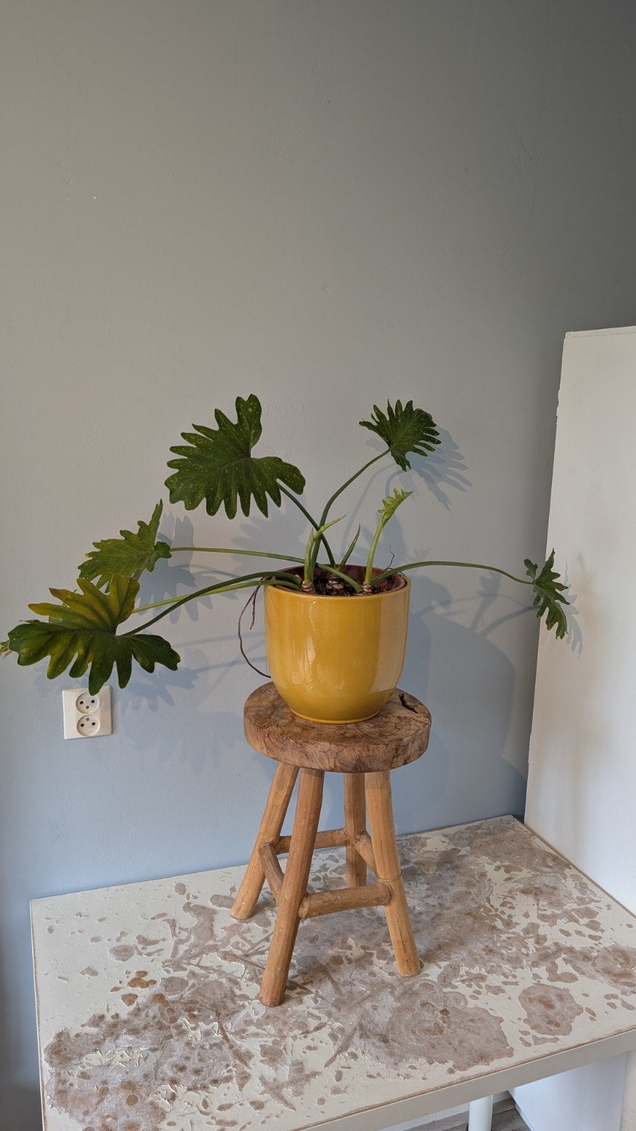 Philodendron Selloum in Gele Pot, Ophalen, 100 tot 150 cm, Overige soorten, Halfschaduw