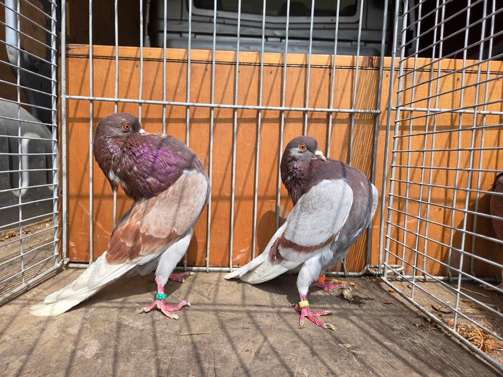 Gelderse slenken, Dieren en Toebehoren, Vogels | Duiven, Meerdere dieren