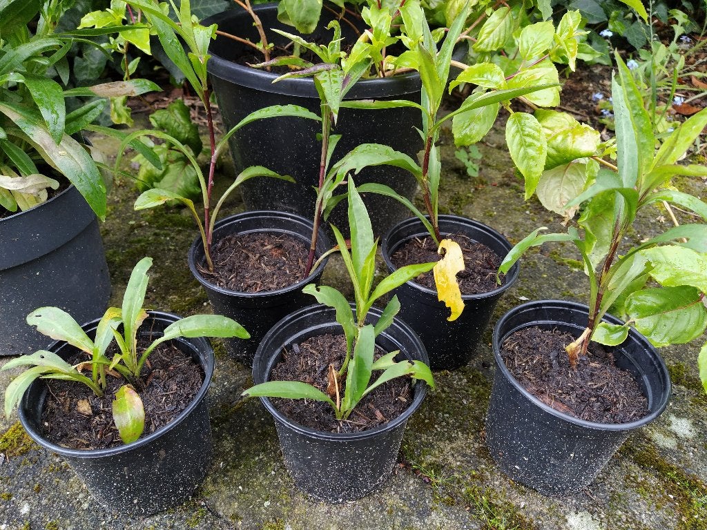 Te koop: herfstaster stekken, Ophalen, Vaste plant, Overige soorten, Volle zon