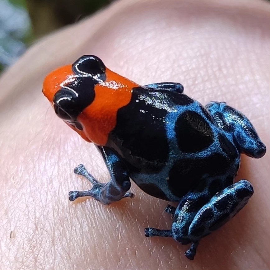 Ranitomeya benedicta 'Shucushuyacu', 0 tot 2 jaar