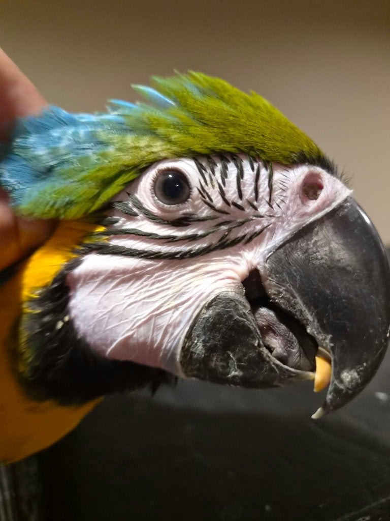 Jonge Blauw gele geteste ara MAN, Dieren en Toebehoren, Mannelijk, Papegaai, Pratend