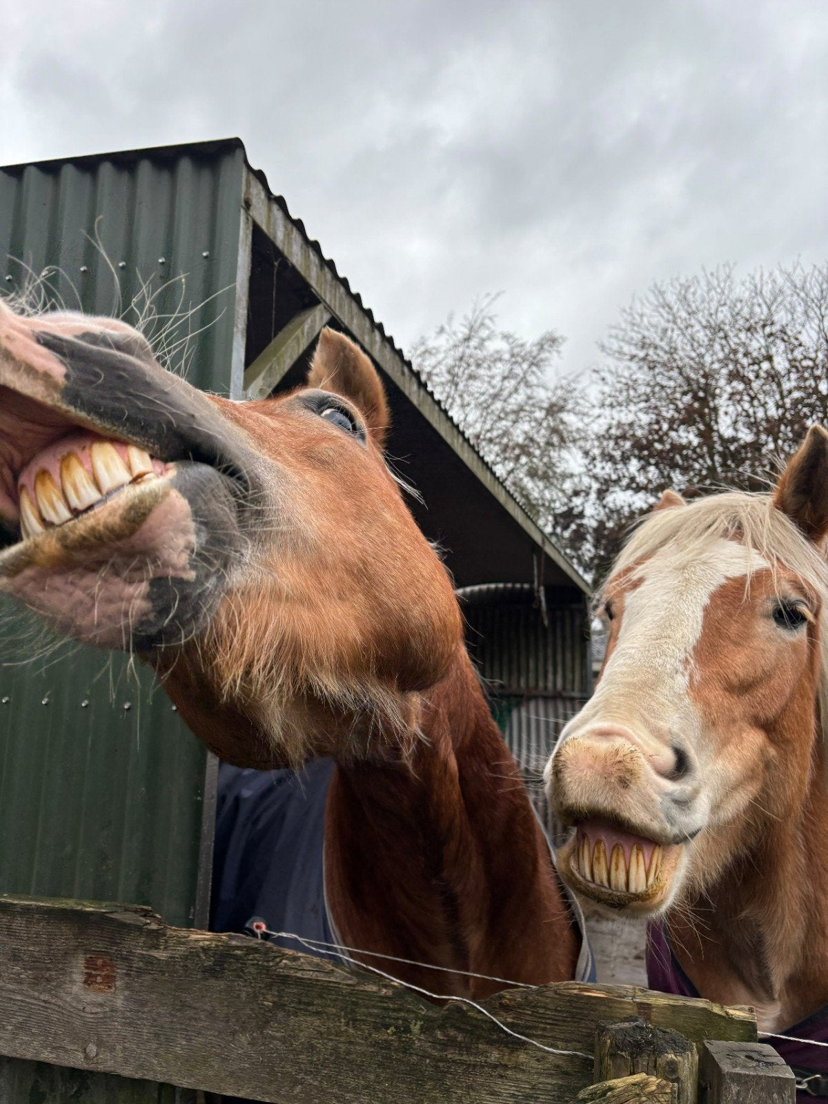 weiland te huur gezocht omgeving Soest, Dieren en Toebehoren, Weidegang, 2 of 3 paarden of pony's