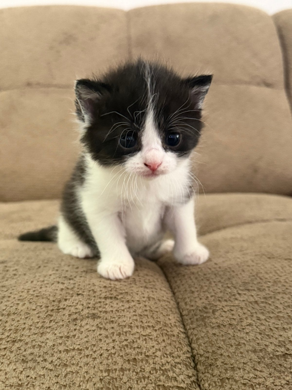 Sociale langharige kittens, Dieren en Toebehoren, Katten en Kittens | Raskatten | Langhaar, Meerdere dieren, Ontwormd