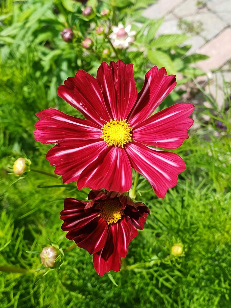 Cosmea Velouette mix, Ophalen of Verzenden, Voorjaar, Volle zon, Zaad