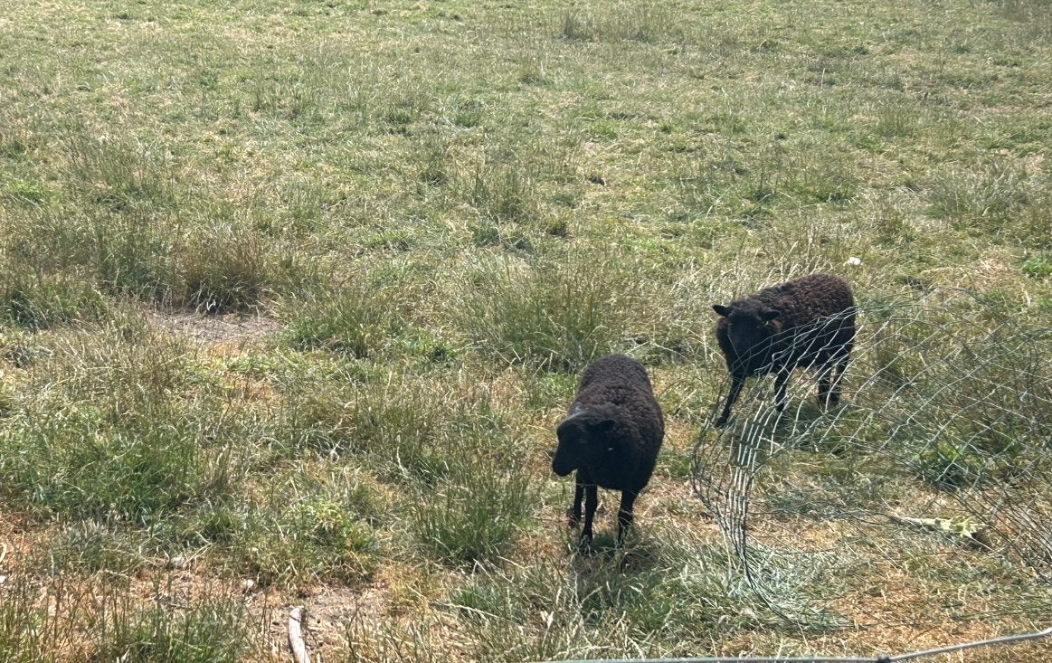Oussant lam ooitjes, Vrouwelijk, Schaap, 0 tot 2 jaar