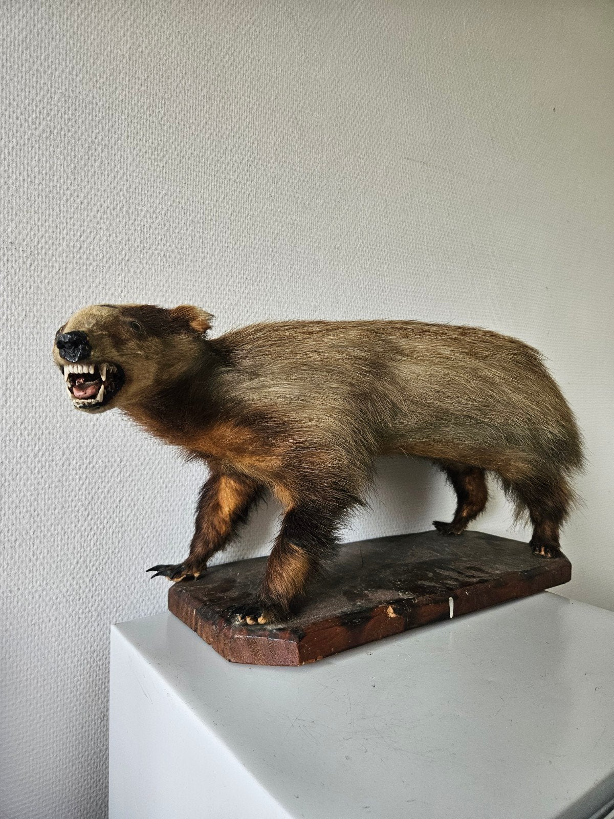 Opgezette Das - Uniek Decoratiestuk, Verzamelen, Ophalen of Verzenden, Gebruikt, Wild dier, Opgezet dier