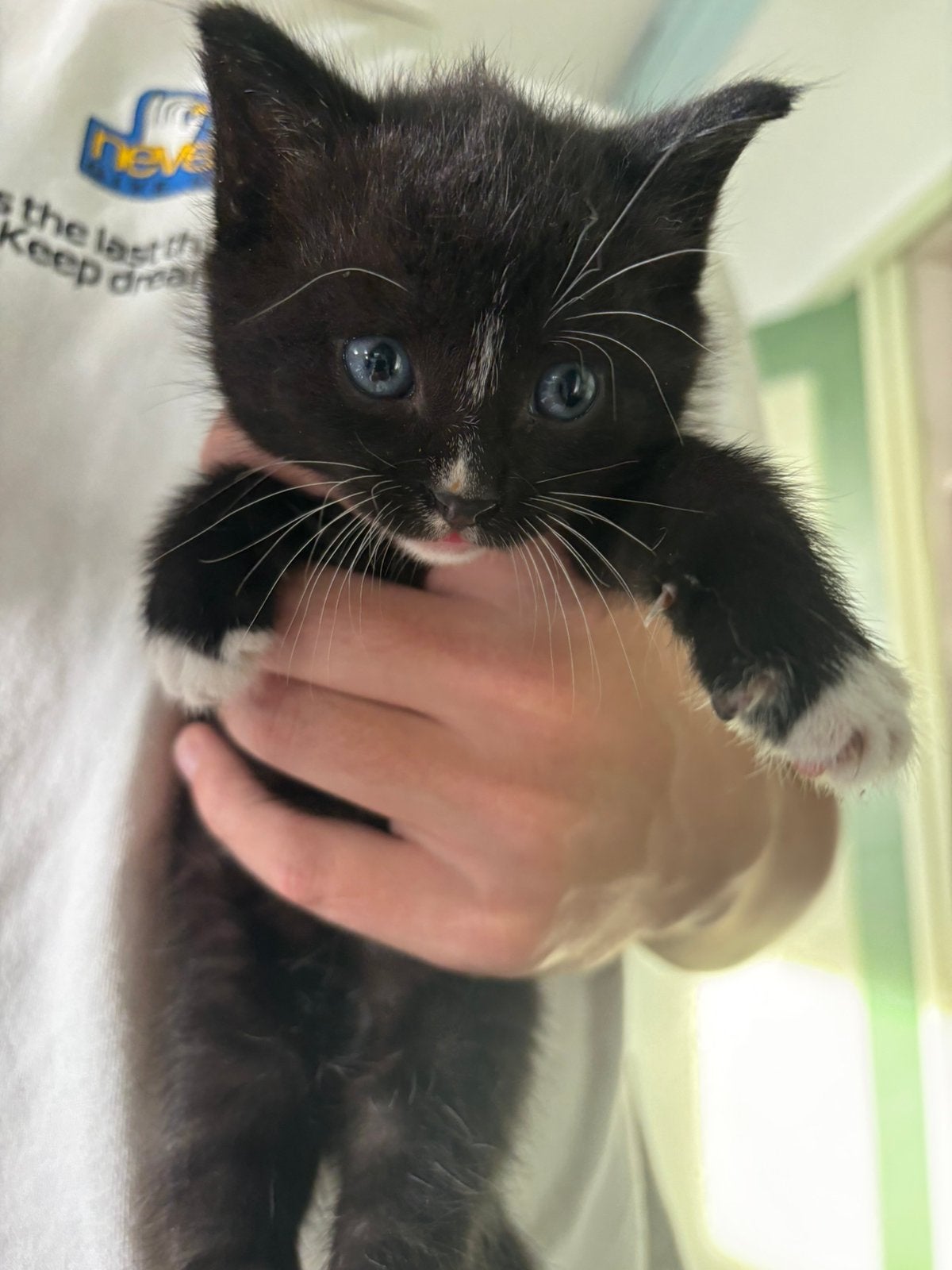Nog 1 kitten kater