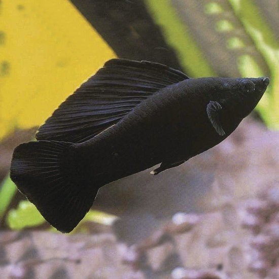 Black mollie - diverse maten - eigen kweek, Vis, Zoetwatervis