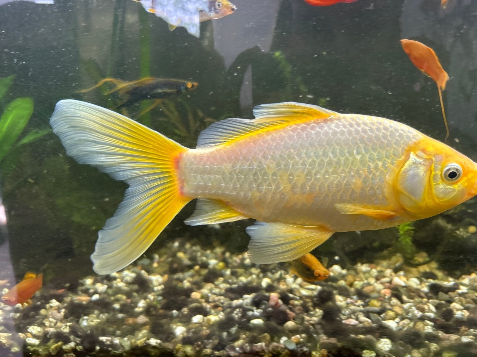 Goudvis, Goudvis(sen)