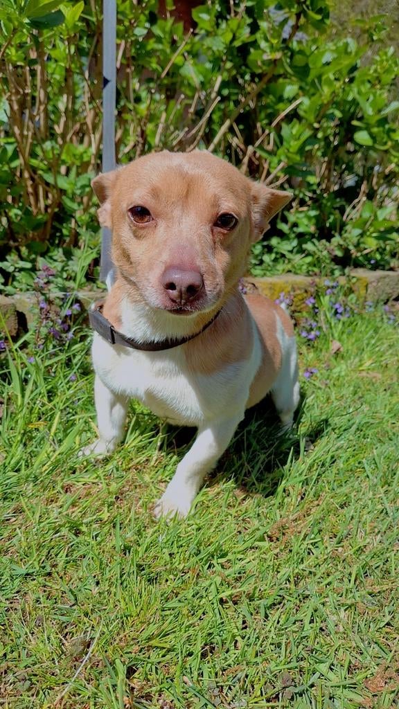 Aangeboden  ervaren dekreu, Jack Russell Lavendel bont, Jack Russell Terriër, Reu, 1 tot 2 jaar, Eén hond