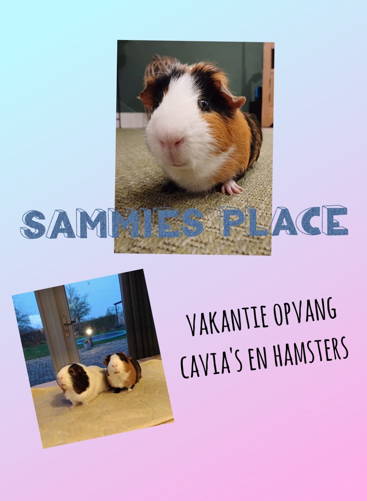 Vakantie opvang voor cavia's en hamsters, Januari, Meerdere dieren, Cavia