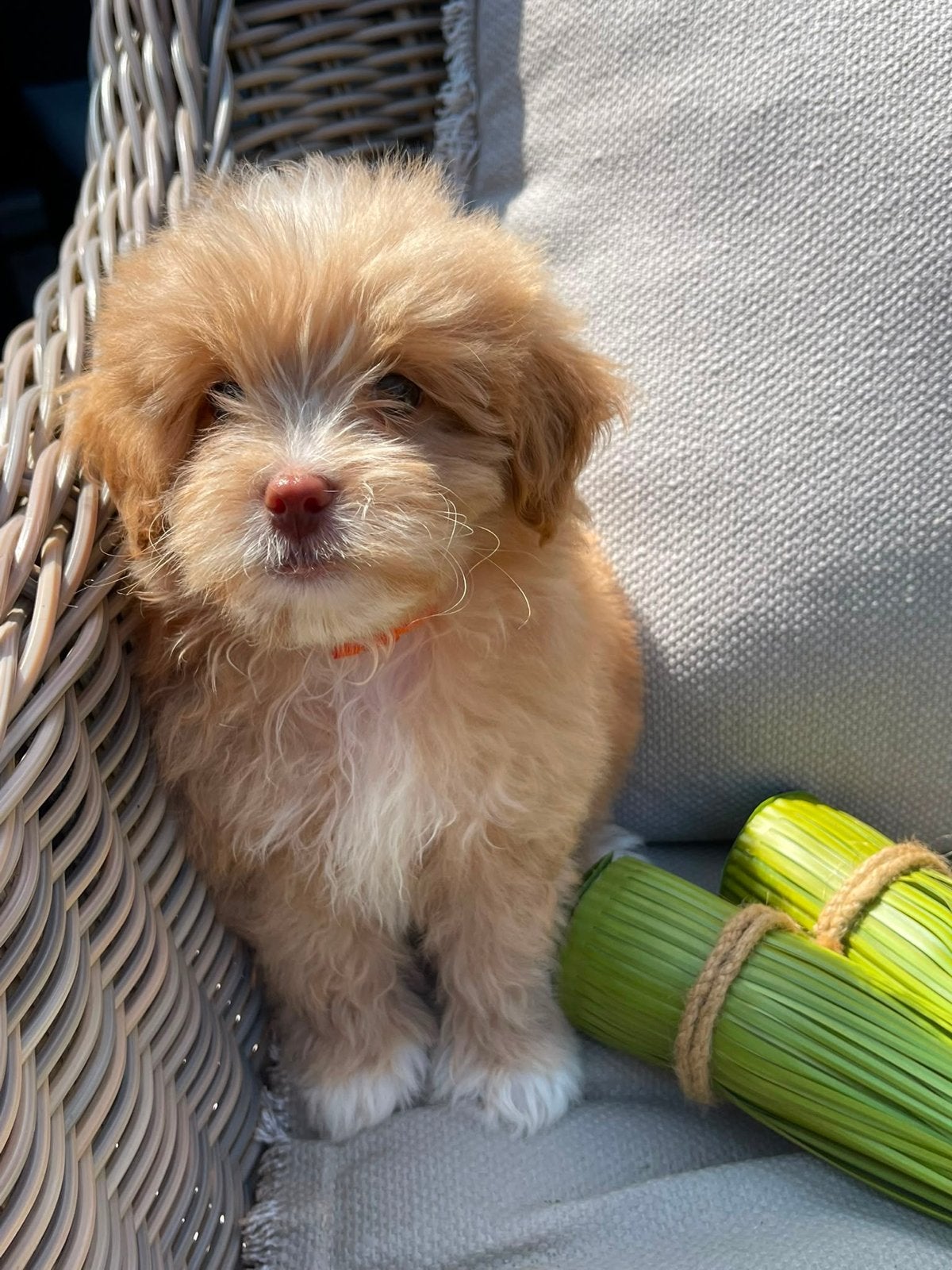 Klein maltipoo reutje, Parvo, 8 tot 15 weken, Meerdere, Nederland