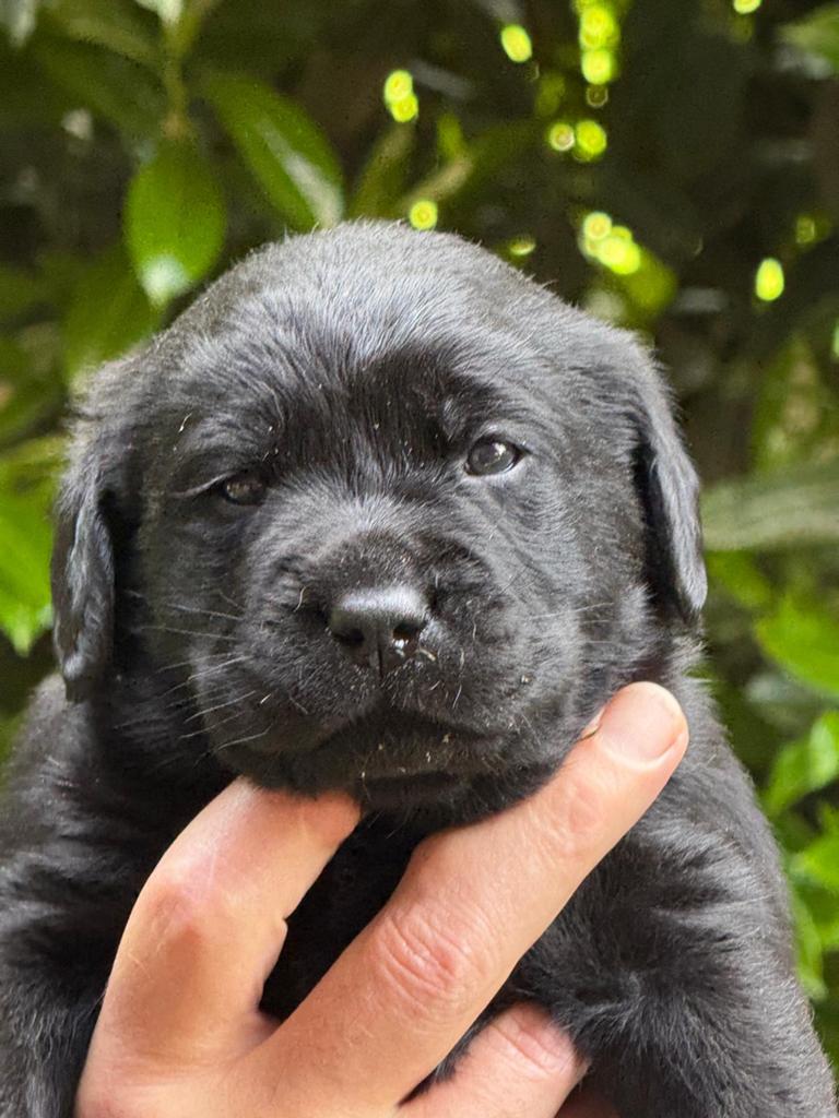 Zwarte Labrador pups, stamboom, sociale voll. geteste ouders, Parvo, 8 tot 15 weken, Labrador retriever, Meerdere