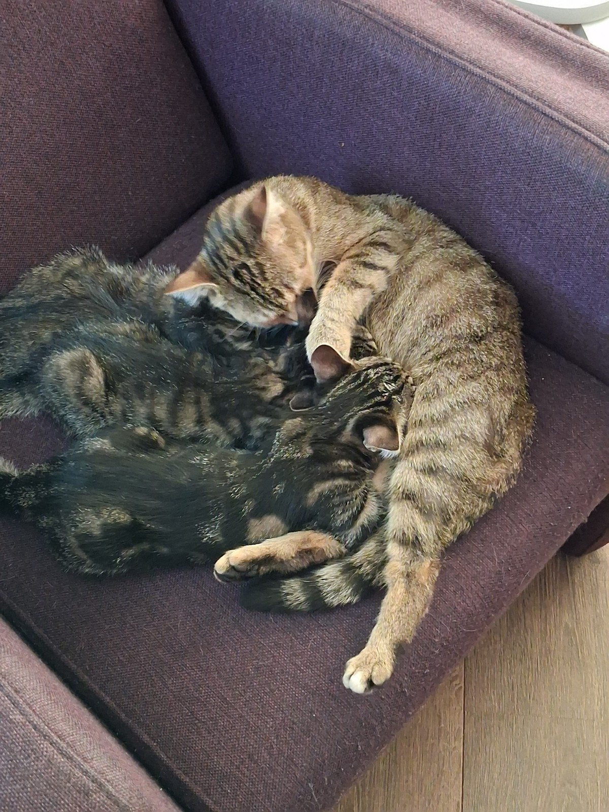 2 jonge kittens, Dieren en Toebehoren, Katten en Kittens | Overige Katten, Poes