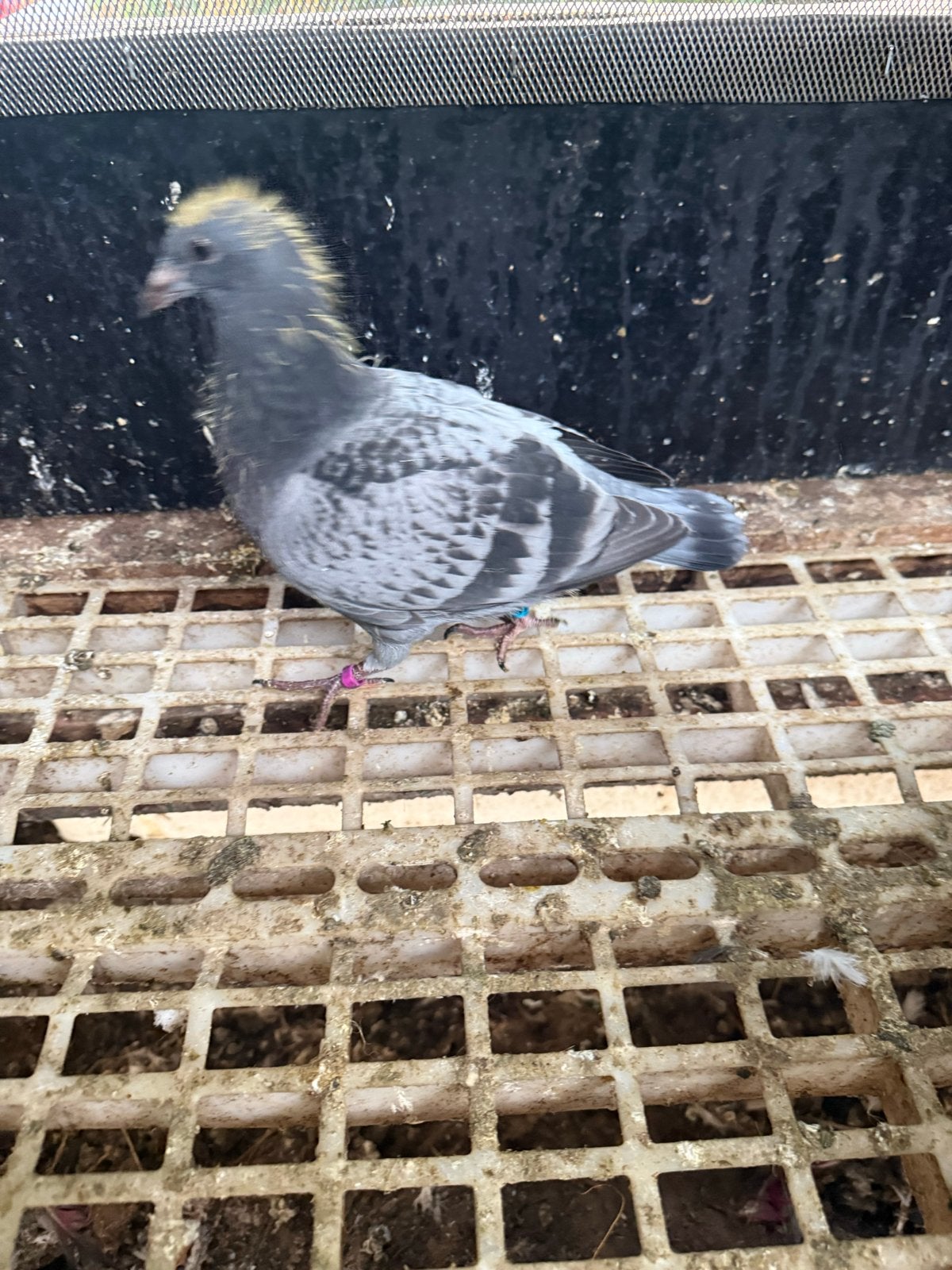 Postduiven, Dieren en Toebehoren, Meerdere dieren, Postduif